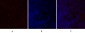 TGFβ1 Polyclonal Antibody